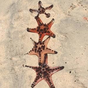 Meet your Posher, Natasha